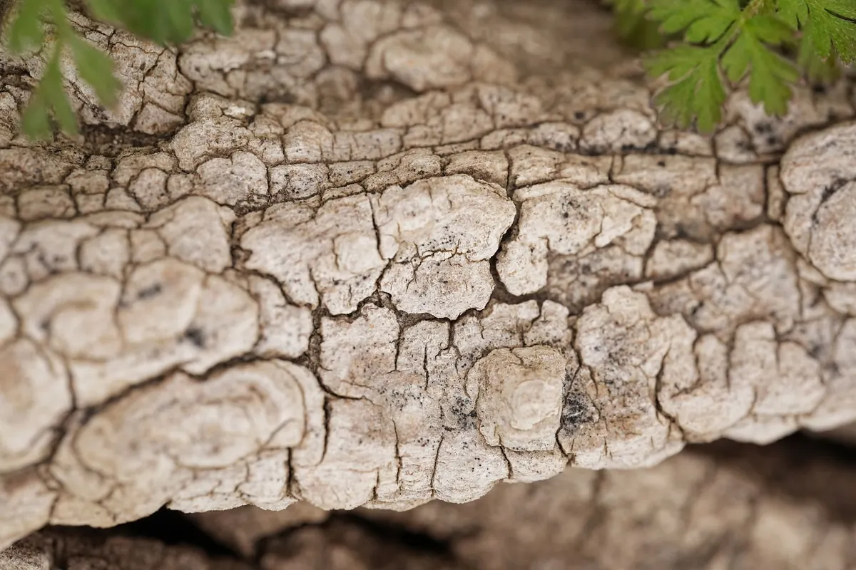 Beginner's Guide to Identifying British Trees by Bark