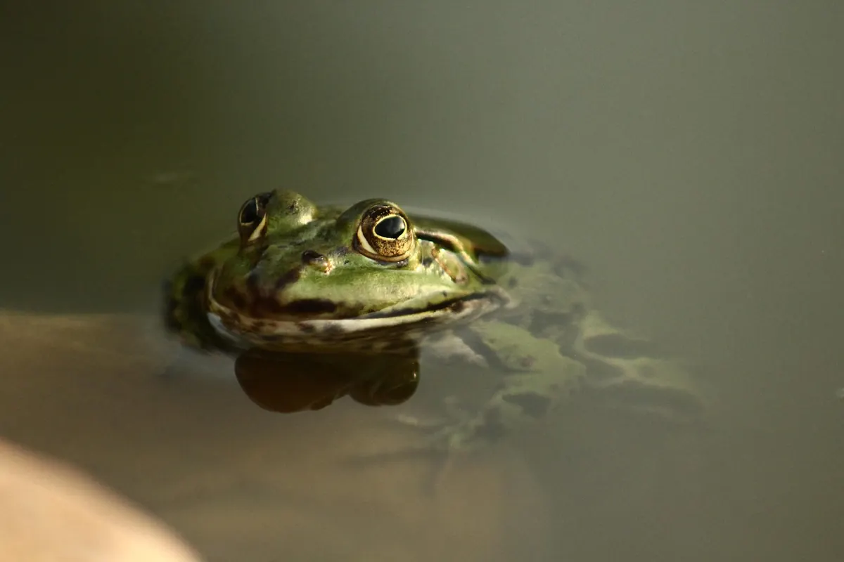 Five Common Mistakes When Creating a Wildlife Pond
