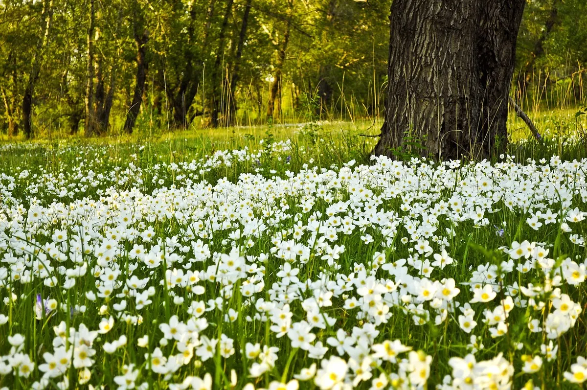How to Create a Woodland Wildflower Meadow