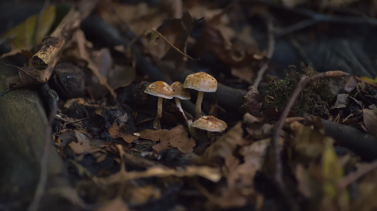 Why Fungi Are Essential for Woodland Health